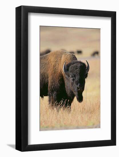 Buffalo-DLILLC-Framed Photographic Print