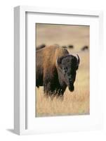 Buffalo-DLILLC-Framed Photographic Print