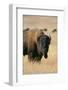 Buffalo-DLILLC-Framed Photographic Print