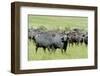 Buffalo-byrdyak-Framed Photographic Print