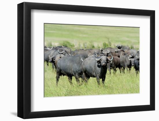 Buffalo-byrdyak-Framed Photographic Print