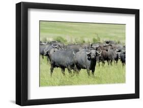 Buffalo-byrdyak-Framed Photographic Print