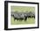 Buffalo-byrdyak-Framed Photographic Print