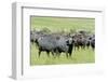 Buffalo-byrdyak-Framed Photographic Print