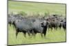 Buffalo-byrdyak-Mounted Photographic Print