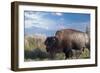 Buffalo-Gordon Semmens-Framed Photographic Print