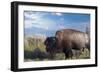 Buffalo-Gordon Semmens-Framed Photographic Print