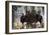 Buffalo-Marta Wiley-Framed Art Print