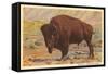 Buffalo-null-Framed Stretched Canvas