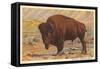 Buffalo-null-Framed Stretched Canvas