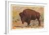 Buffalo-null-Framed Art Print