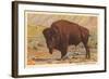 Buffalo-null-Framed Art Print