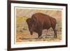 Buffalo-null-Framed Premium Giclee Print