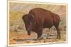 Buffalo-null-Mounted Premium Giclee Print
