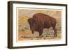 Buffalo-null-Framed Art Print