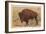 Buffalo-null-Framed Art Print