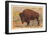 Buffalo-null-Framed Art Print