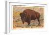 Buffalo-null-Framed Art Print