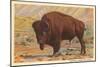 Buffalo-null-Mounted Art Print