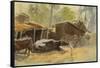 Buffalo-Tim Scott Bolton-Framed Stretched Canvas