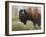 Buffalo-Rusty Frentner-Framed Giclee Print