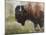 Buffalo-Rusty Frentner-Mounted Giclee Print