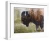 Buffalo-Rusty Frentner-Framed Giclee Print