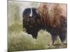 Buffalo-Rusty Frentner-Mounted Giclee Print