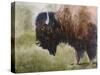 Buffalo-Rusty Frentner-Stretched Canvas