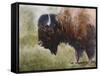 Buffalo-Rusty Frentner-Framed Stretched Canvas