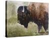 Buffalo-Rusty Frentner-Stretched Canvas