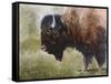 Buffalo-Rusty Frentner-Framed Stretched Canvas