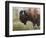 Buffalo-Rusty Frentner-Framed Premium Giclee Print