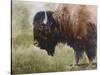 Buffalo-Rusty Frentner-Stretched Canvas