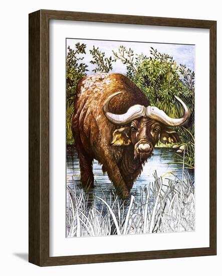 Buffalo-Susan Cartwright-Framed Giclee Print