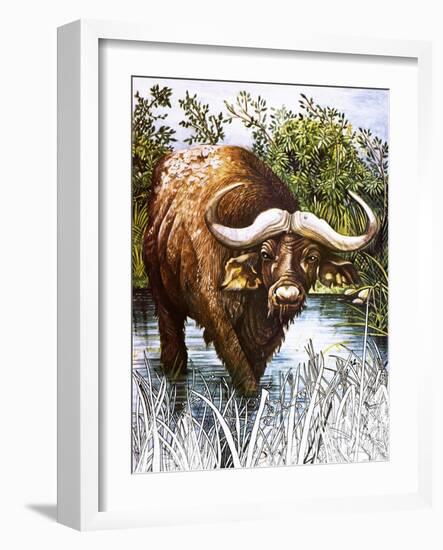 Buffalo-Susan Cartwright-Framed Giclee Print