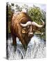 Buffalo-Susan Cartwright-Stretched Canvas