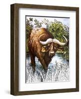 Buffalo-Susan Cartwright-Framed Giclee Print