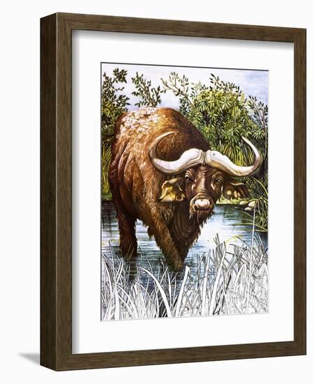 Buffalo-Susan Cartwright-Framed Giclee Print