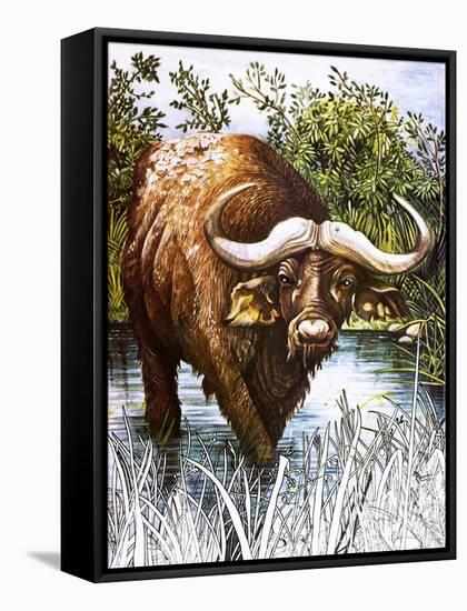 Buffalo-Susan Cartwright-Framed Stretched Canvas