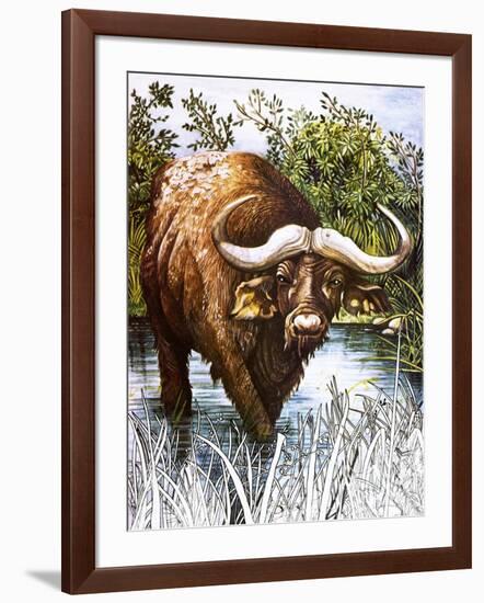 Buffalo-Susan Cartwright-Framed Giclee Print