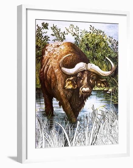 Buffalo-Susan Cartwright-Framed Giclee Print