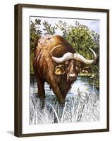 Buffalo-Susan Cartwright-Framed Giclee Print