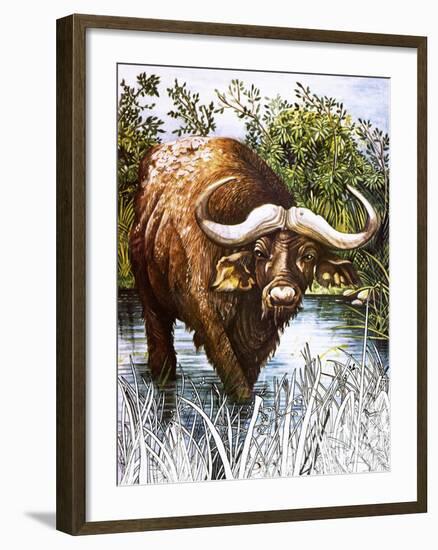 Buffalo-Susan Cartwright-Framed Giclee Print