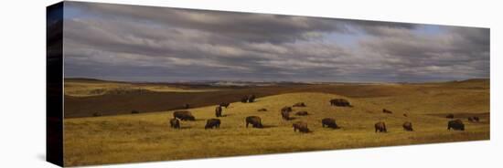 Buffaloes Grazing on a Landscape, North Dakota, USA-null-Stretched Canvas