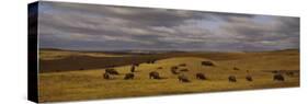 Buffaloes Grazing on a Landscape, North Dakota, USA-null-Stretched Canvas