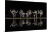 Buffaloes in the Waterhole at Night-Xavier Ortega-Mounted Photographic Print