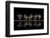 Buffaloes in the Waterhole at Night-Xavier Ortega-Framed Photographic Print