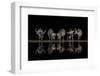 Buffaloes in the Waterhole at Night-Xavier Ortega-Framed Photographic Print