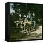 Buffaloes Pulling the Watering-Carriage of the Jardin D'Acclimatation, Paris-Leon, Levy et Fils-Framed Stretched Canvas